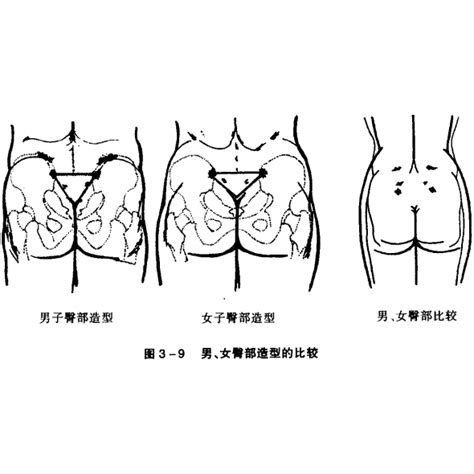 屁股位置|人體解剖學/臀部